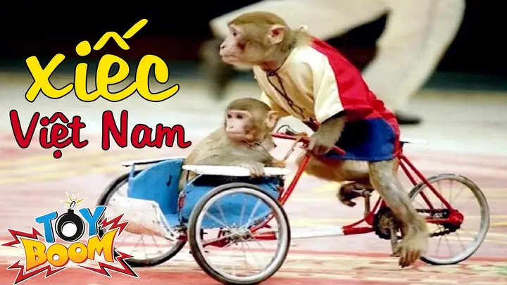 Con Khỉ Đi Xe Đạp: Video Hài Hước Và Tiết Mục Xiếc Độc Đáo Con Khỉ Đi Xe Đạp: Video Hài Hước Và Tiết Mục Xiếc Độc Đáo